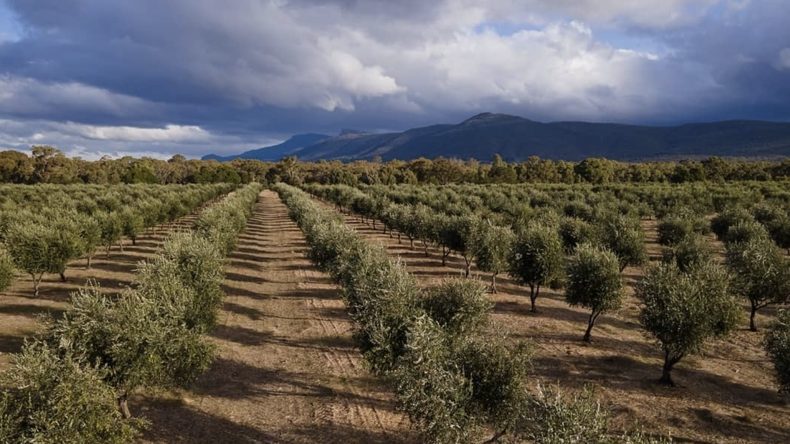 Red Rock Olives Plantation