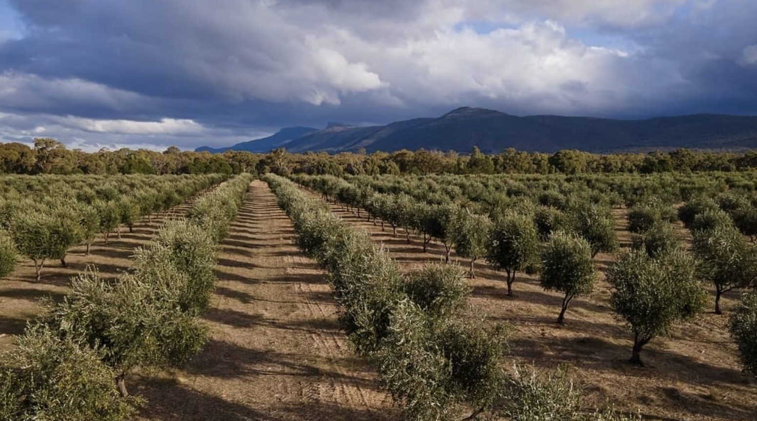 Red Rock Olives Plantation